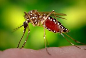 zika-aedis-aegypti-